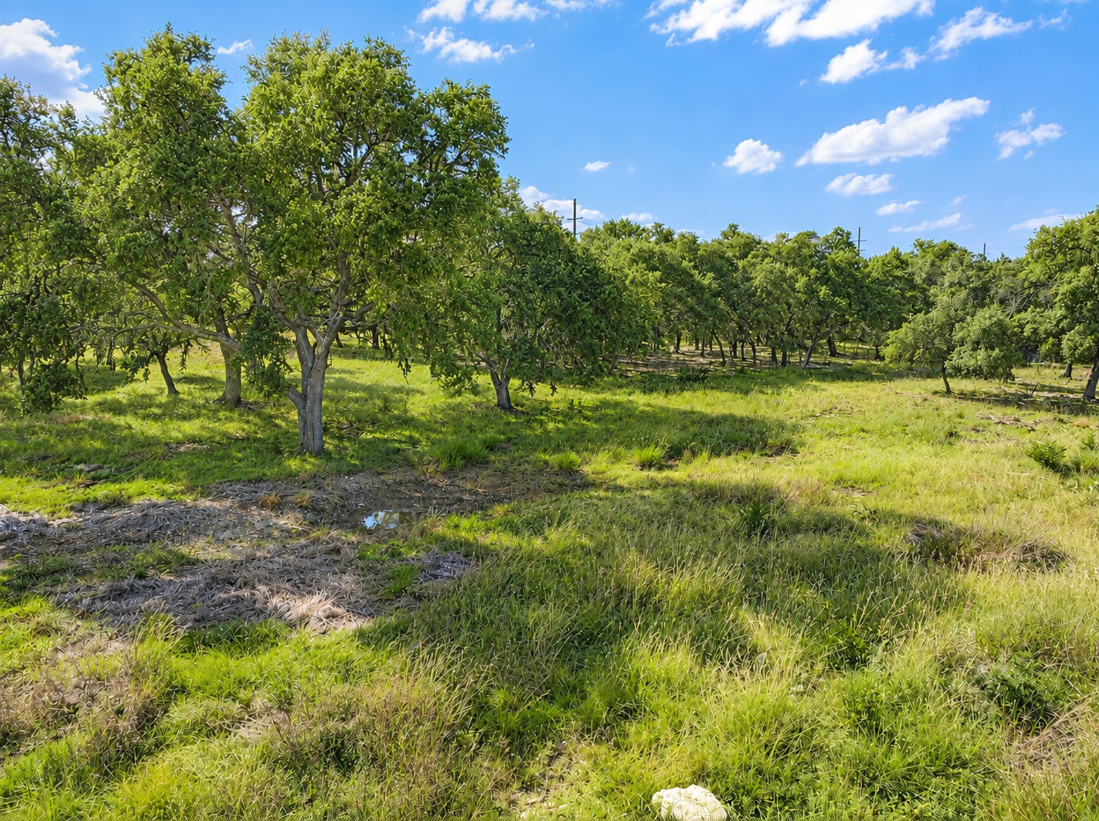 32670 FM 3351 S BOERNE TX 78006-5708 — photo 7